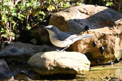 Curruca crassirostris