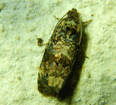 Endothenia