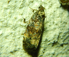 Endothenia
