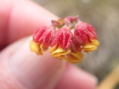 Hermannia concinnifolia