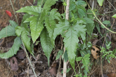 Tectaria subtriphylla