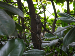 Callosciurus erythraeus