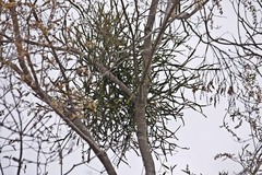 Viscum combreticola