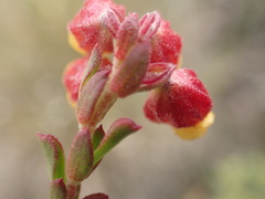 Hermannia concinnifolia