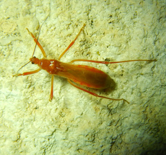 Polytoxus sanguineus