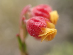Hermannia concinnifolia