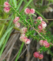Erica formosa