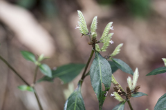 Lepidagathis formosensis