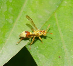 Ropalidia romandi