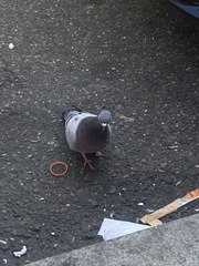 Columba livia domestica