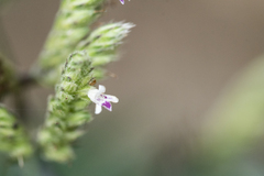 Lepidagathis formosensis