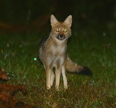 Lycalopex gymnocercus