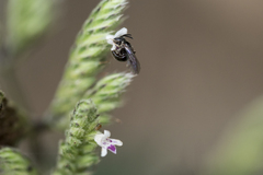 Lepidagathis formosensis