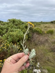 Helichrysum dasyanthum
