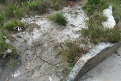 Trachyandra revoluta