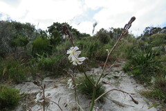 Trachyandra revoluta