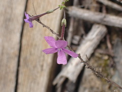 Jamesbrittenia calciphila