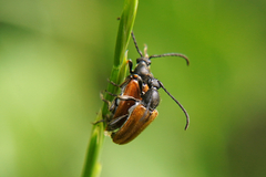 Pseudovadonia livida