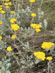 Helichrysum dasyanthum