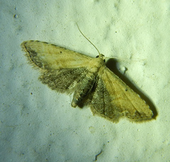Araeopteron ecphaea