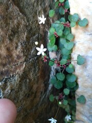 Crassula dentata