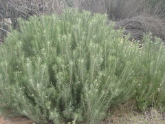 Leucadendron galpinii