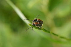 Pseudovadonia livida