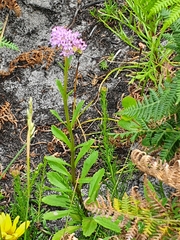 Pseudoselago verbenacea