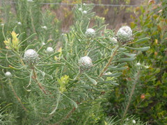 Leucadendron galpinii