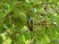 Chrysuronia versicolor