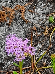 Pseudoselago verbenacea