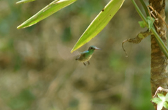 Chrysuronia versicolor