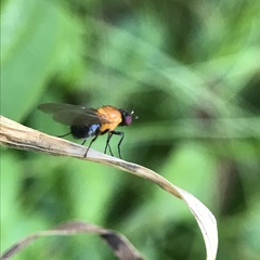 Sapromyza sciomyzina