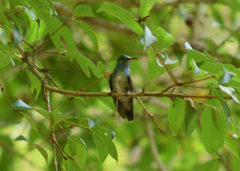 Chrysuronia versicolor