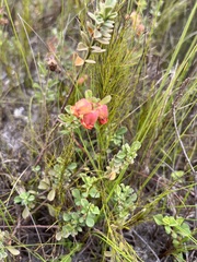 Hermannia trifoliata