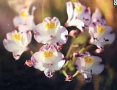 Alstroemeria magnifica