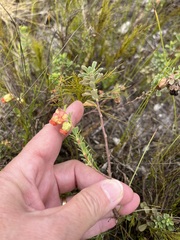 Hermannia trifoliata