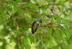 Chrysuronia versicolor