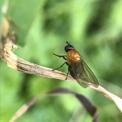 Sapromyza sciomyzina