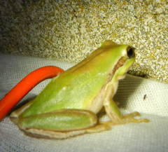 Hyla meridionalis