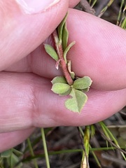 Hermannia trifoliata