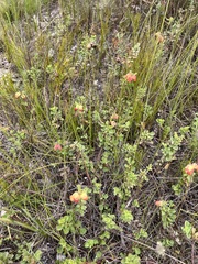 Hermannia trifoliata