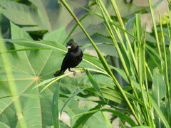 Volatinia jacarina