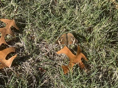 Junonia coenia