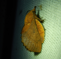 Gastropacha quercifolia