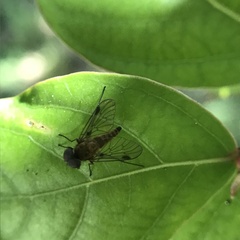 Chrysopilus