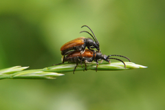 Pseudovadonia livida