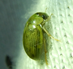 Berosus