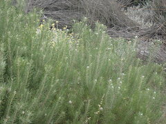 Leucadendron galpinii