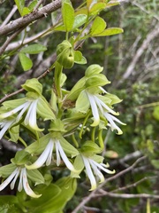 Bonatea speciosa